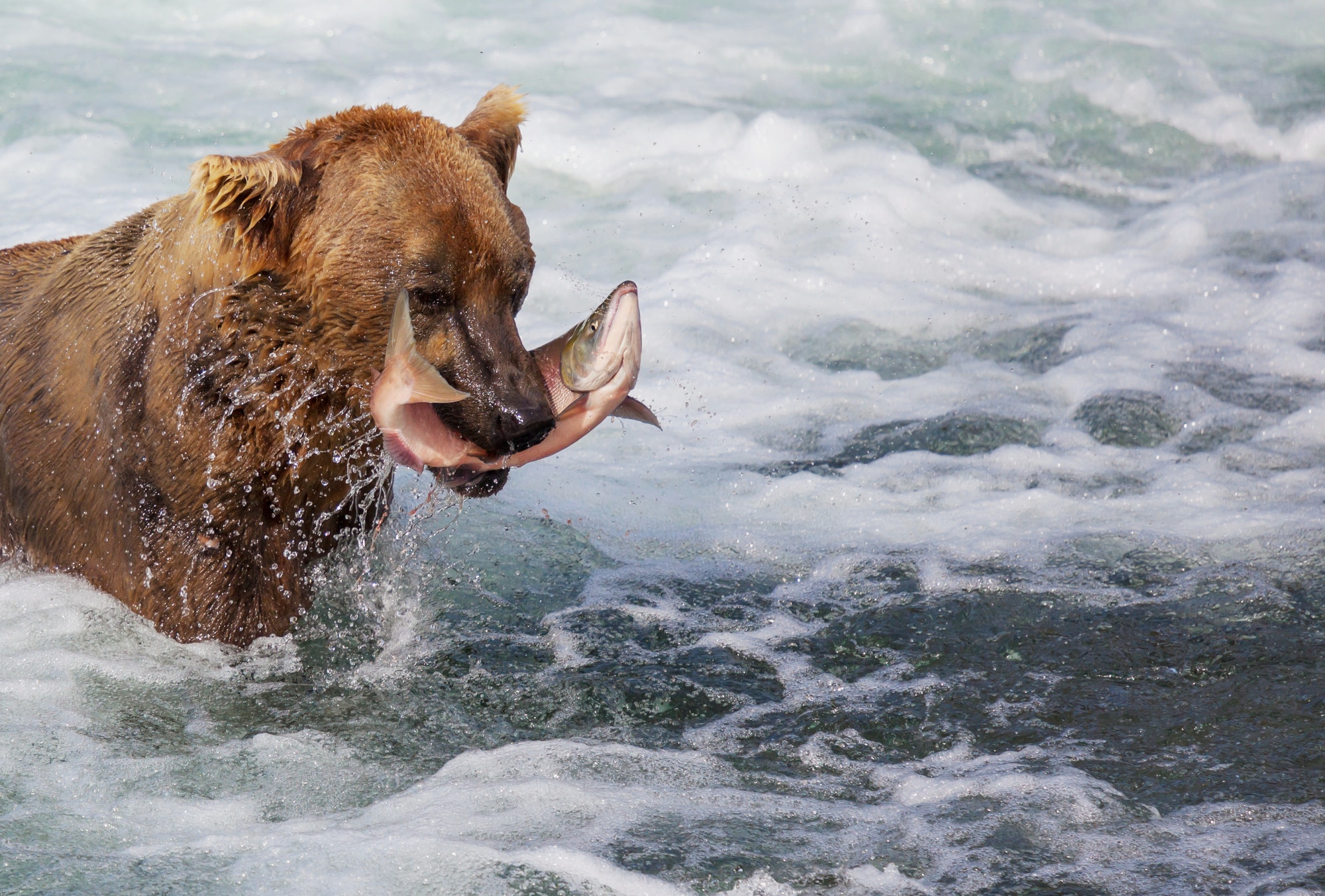 Bear in Alaska