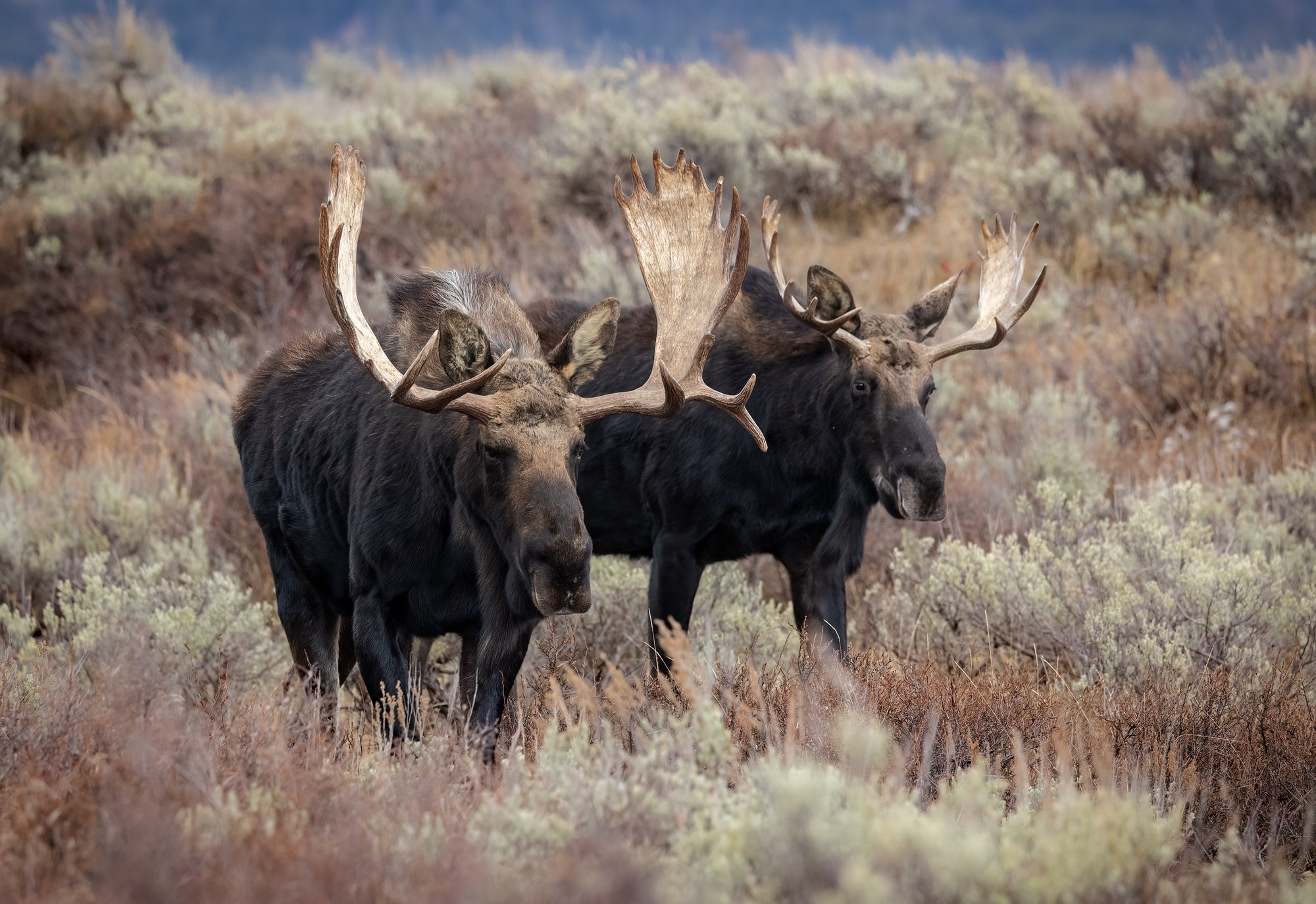 Moose in the Grand Tetons