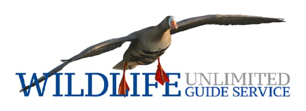 wildlife-guide-services-web-logo